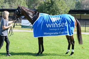 Tigerland wearing his Wangaratta Cup presentation rug Tigerland wearing his Wangaratta Cup presentation rug