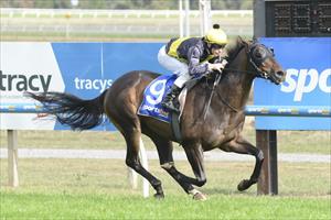 Tigerland wins his 4th race at just his 5th career start at Ballarat on the 12th April 2013 Tigerland wins his 4th race at just his 5th career start at Ballarat on the 12th April 2013